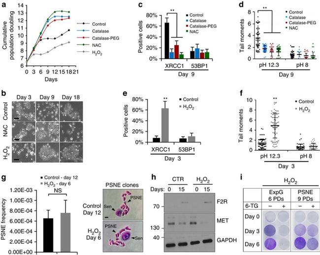 c-Met Antibody