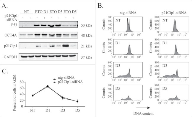 p21 Antibody