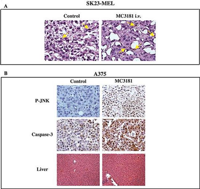 Caspase 3 Antibody