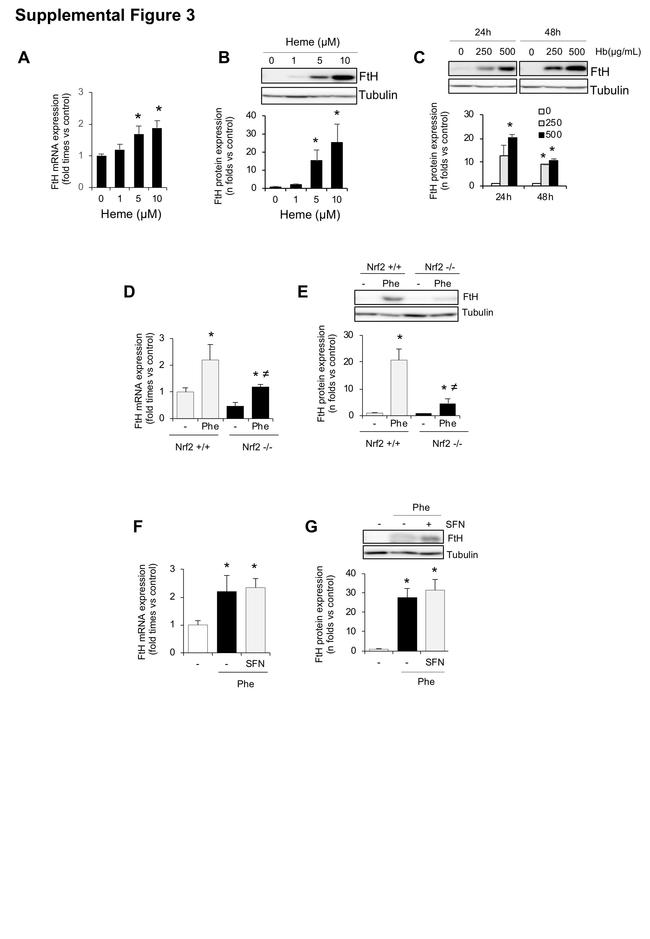 Ferritin Heavy Chain Antibody