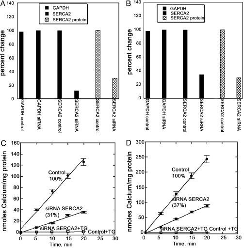 SERCA2 ATPase Antibody