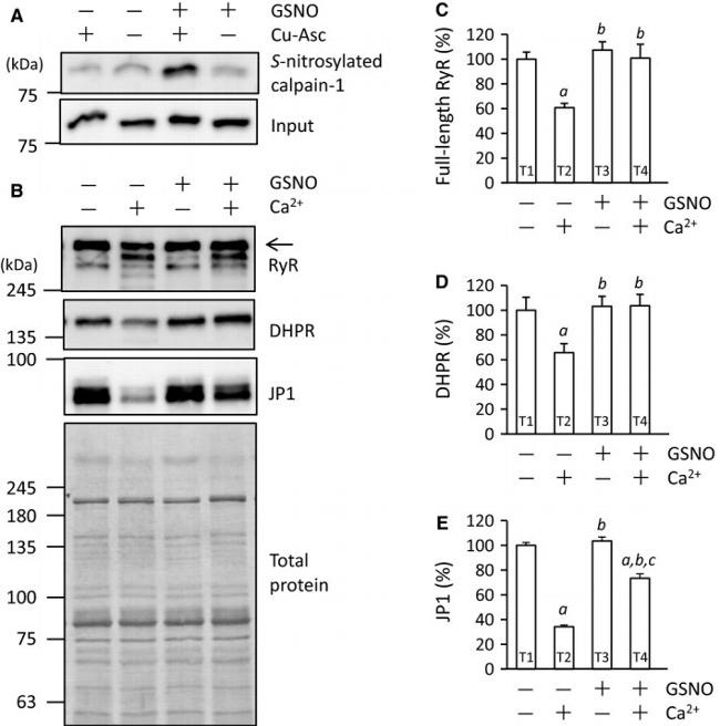 CaV1.1 Antibody in Western Blot (WB)