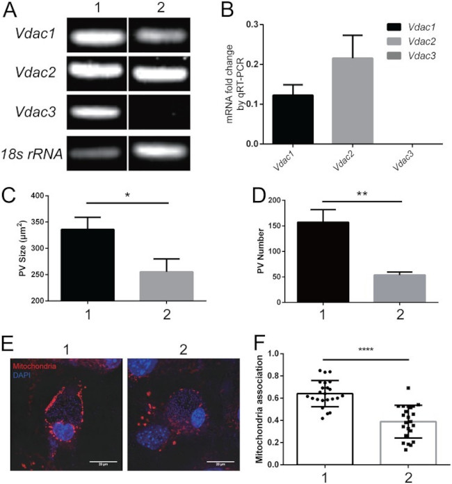 VDAC Antibody