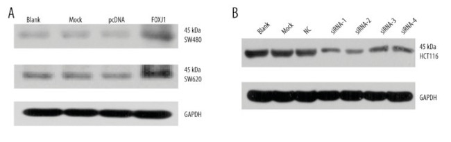 FOXJ1 Antibody