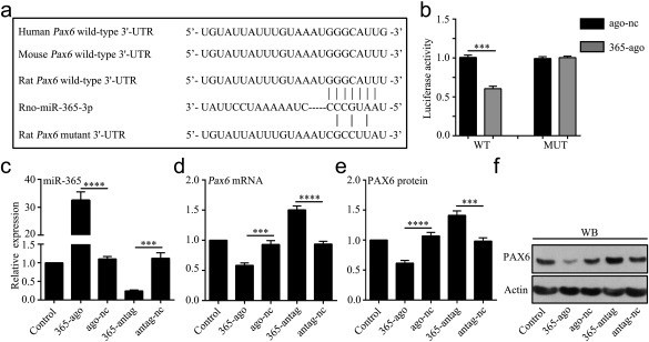 PAX6 Antibody in Western Blot (WB)