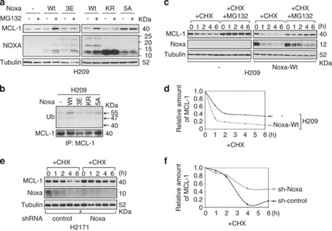 NOXA Antibody