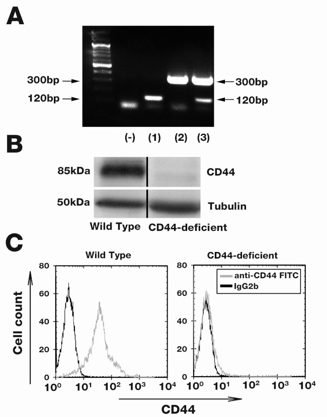 CD44 Antibody