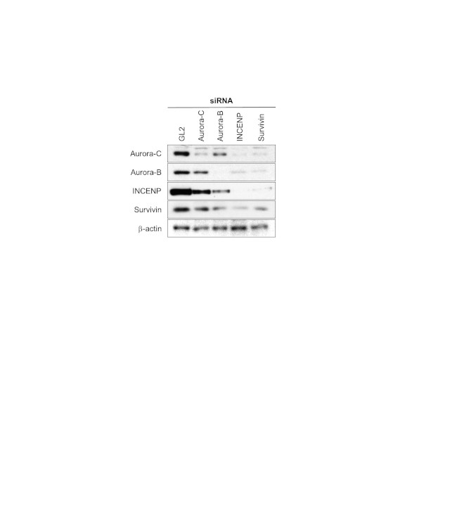 Aurora C Antibody