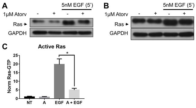 Pan Ras Antibody