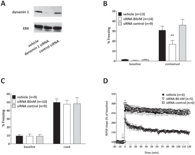 Dynamin 1 Antibody