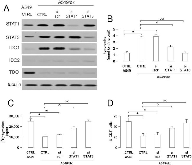 STAT1 Antibody