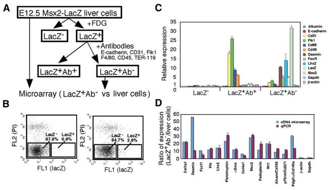 CD309 (FLK1) Antibody in Flow Cytometry (Flow)