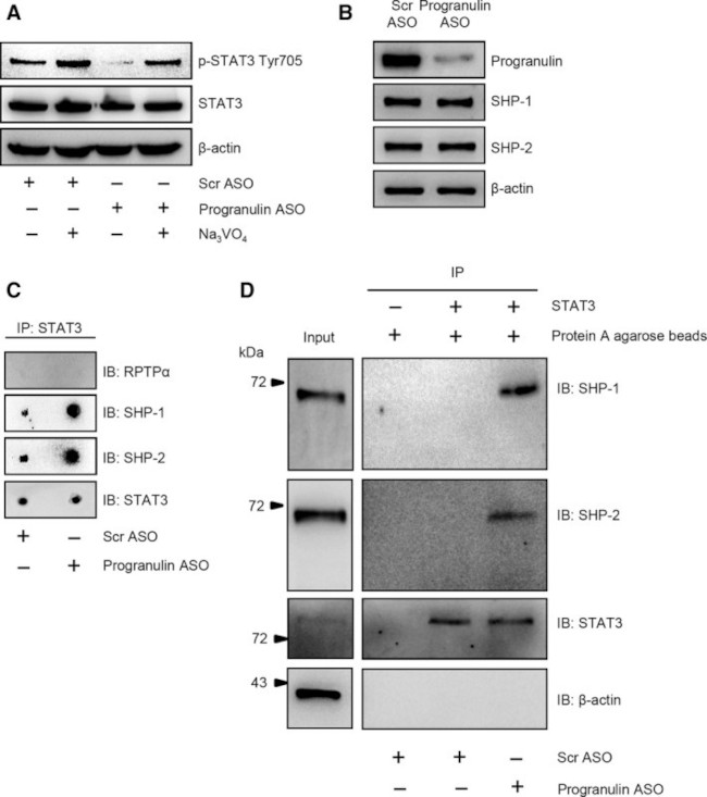 Granulins Antibody