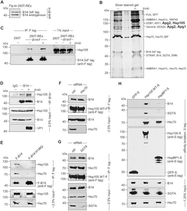 HSC70 Antibody