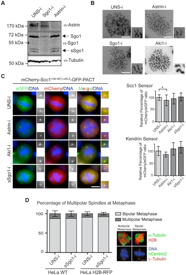 SGOL1 Antibody