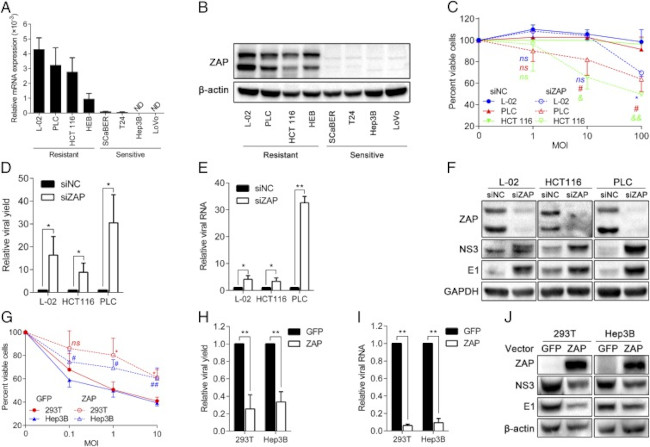 ZC3HAV1 Antibody