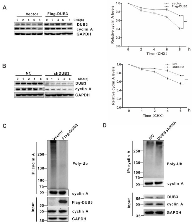 USP17L2 Antibody