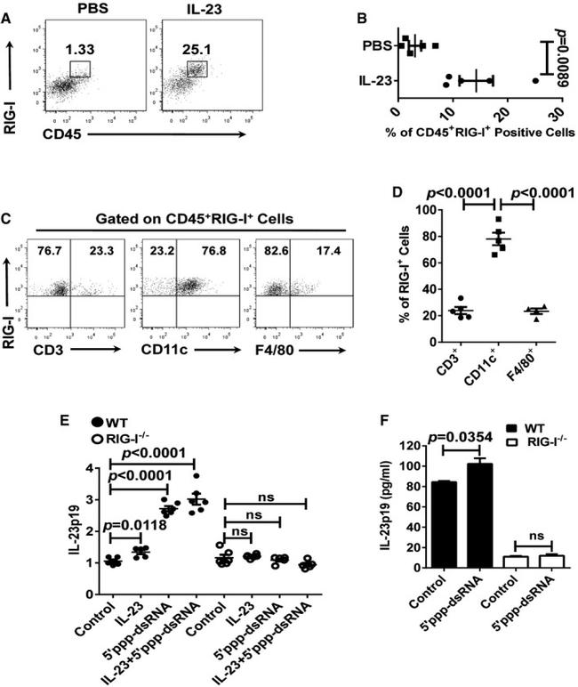 CD11c Antibody in Flow Cytometry (Flow)