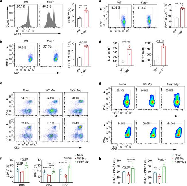 CD3e Antibody in Flow Cytometry (Flow)