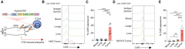 TER-119 Antibody in Flow Cytometry (Flow)