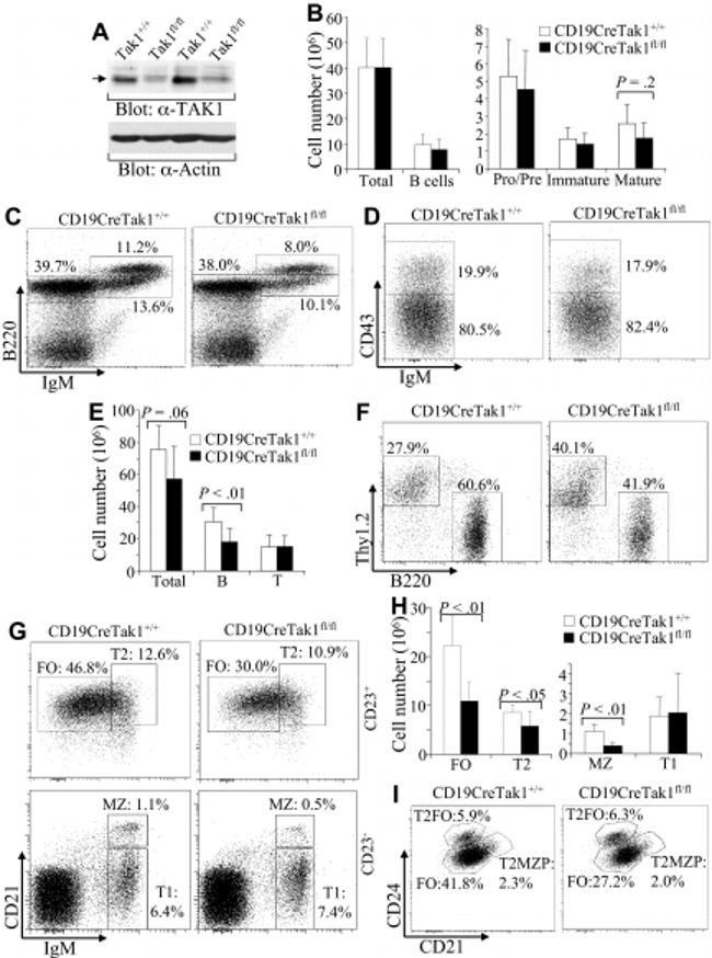 CD45R (B220) Antibody in Flow Cytometry (Flow)