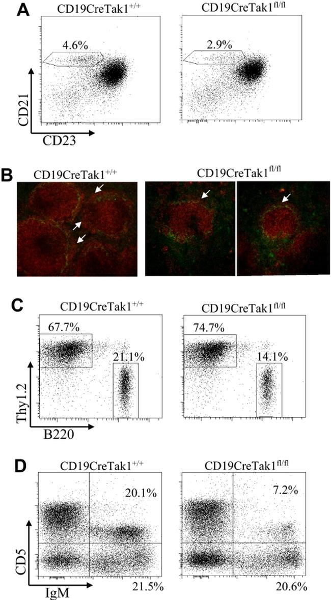 IgM Antibody in Flow Cytometry (Flow)