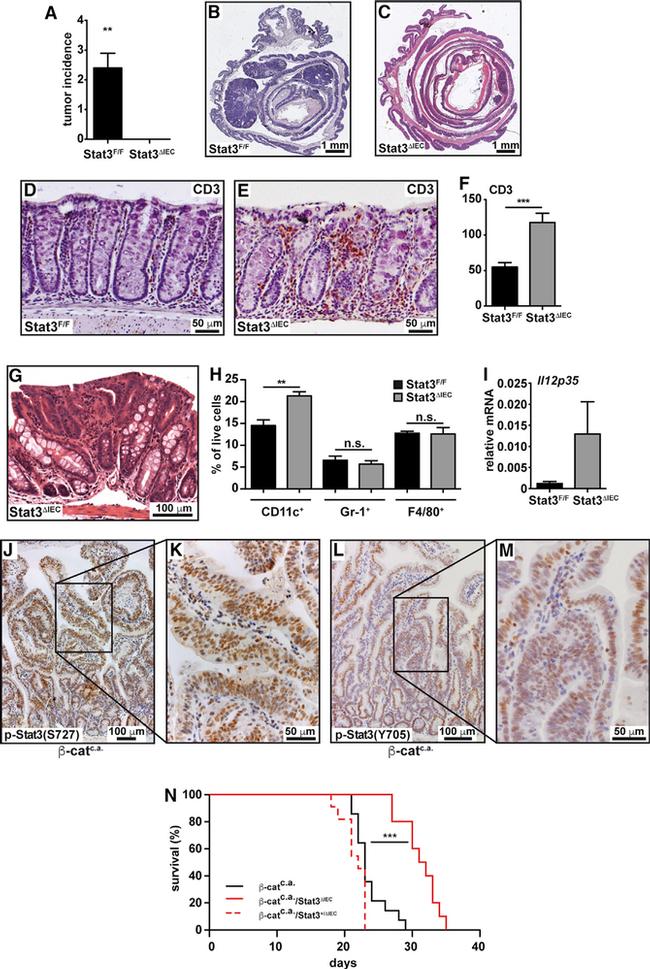 CD3 Antibody in Immunohistochemistry (IHC)