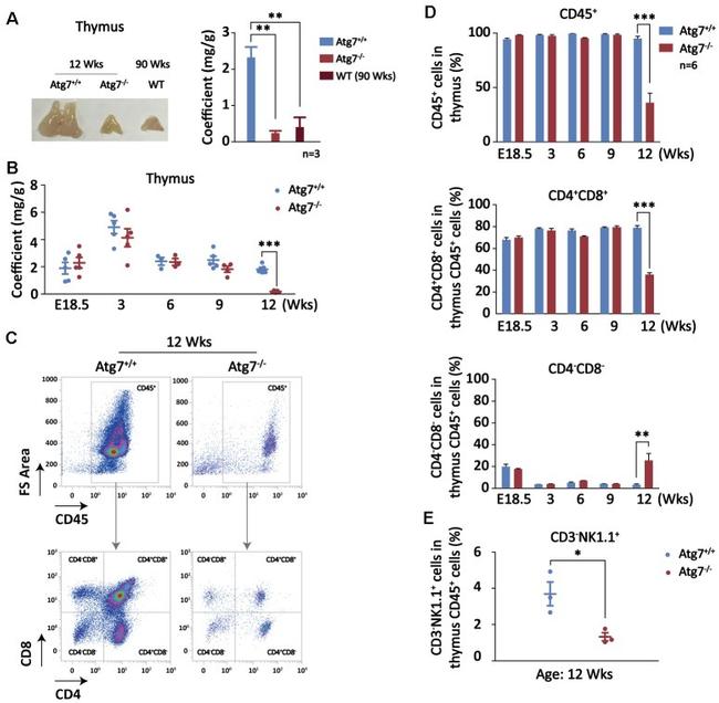 CD3 Antibody in Flow Cytometry (Flow)