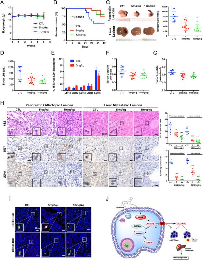 CD4 Antibody in Immunohistochemistry (IHC)