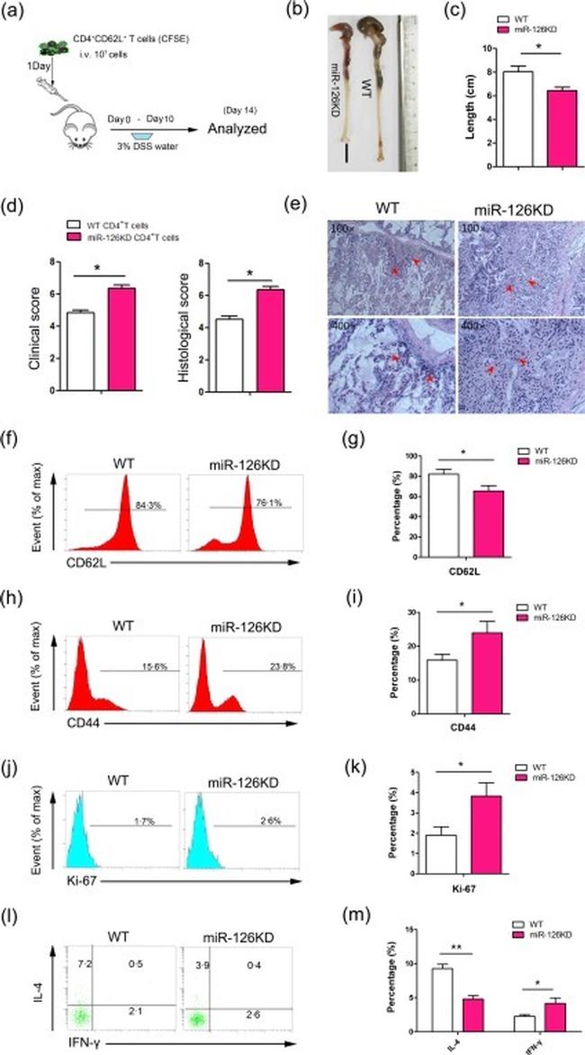 IFN gamma Antibody in Flow Cytometry (Flow)