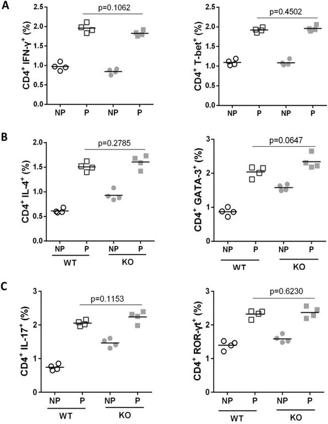 IL-17A Antibody in Flow Cytometry (Flow)