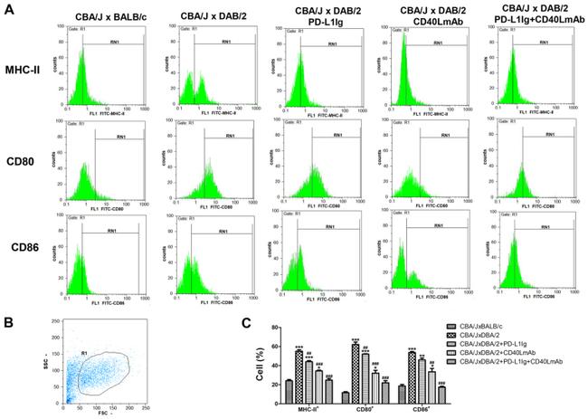 CD80 (B7-1) Antibody in Flow Cytometry (Flow)