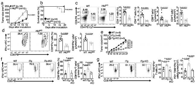 CD4 Antibody in Flow Cytometry (Flow)