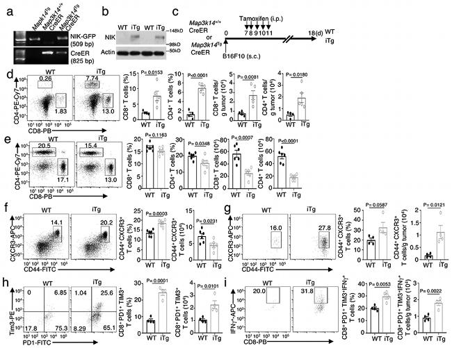 CD4 Antibody in Flow Cytometry (Flow)