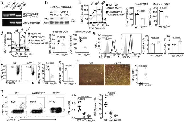 CD279 (PD-1) Antibody in Flow Cytometry (Flow)