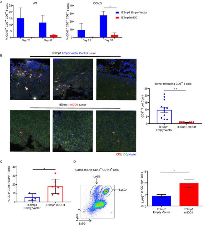 FOXP3 Antibody in Flow Cytometry (Flow)