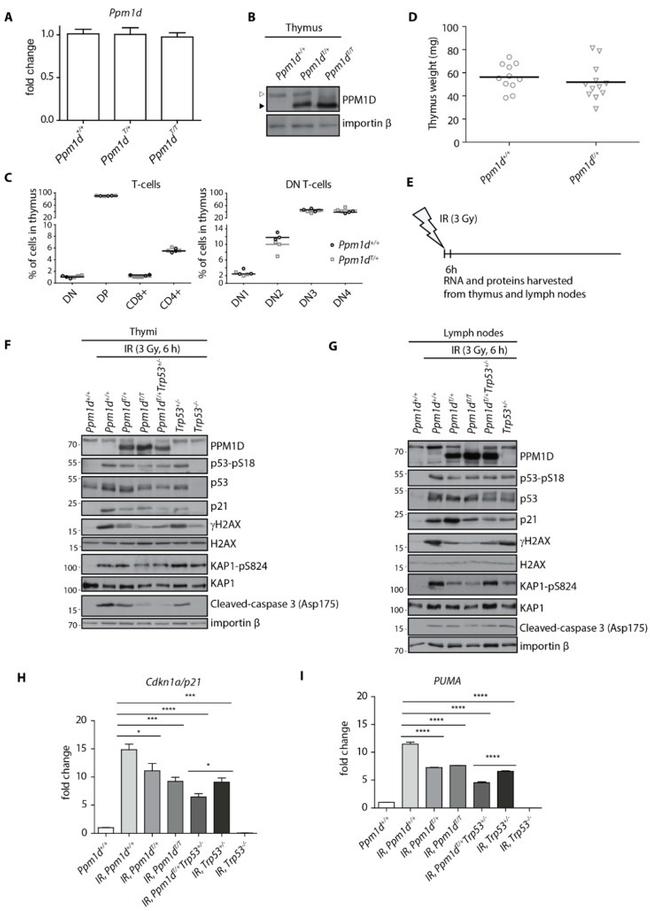 CD4 Antibody in Flow Cytometry (Flow)