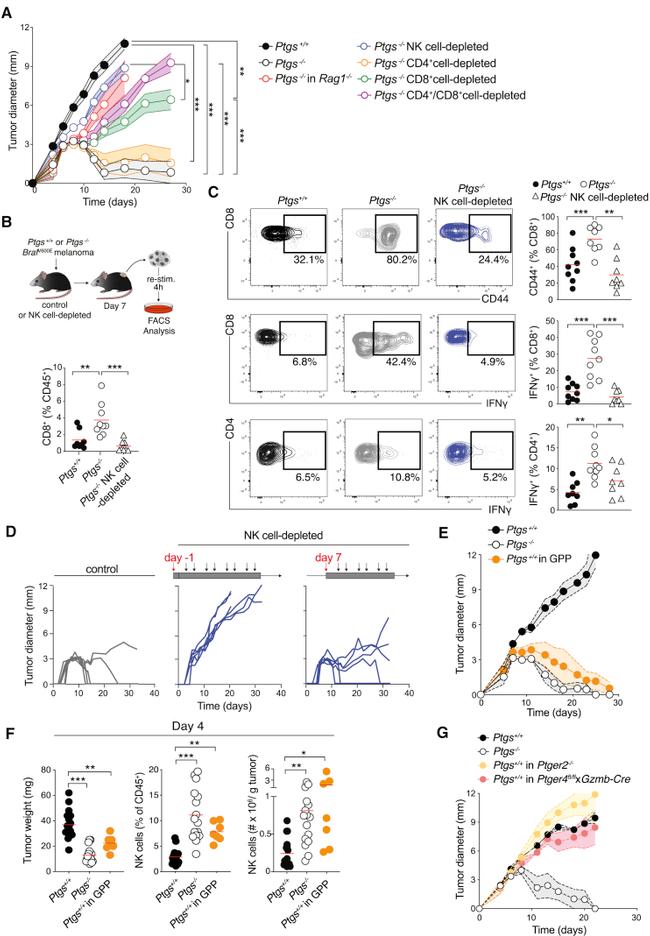 CD4 Antibody in Flow Cytometry (Flow)