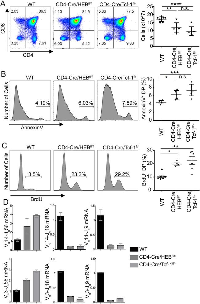 CD4 Antibody in Flow Cytometry (Flow)