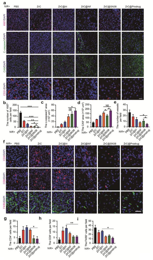 CD4 Antibody in Immunohistochemistry (IHC)