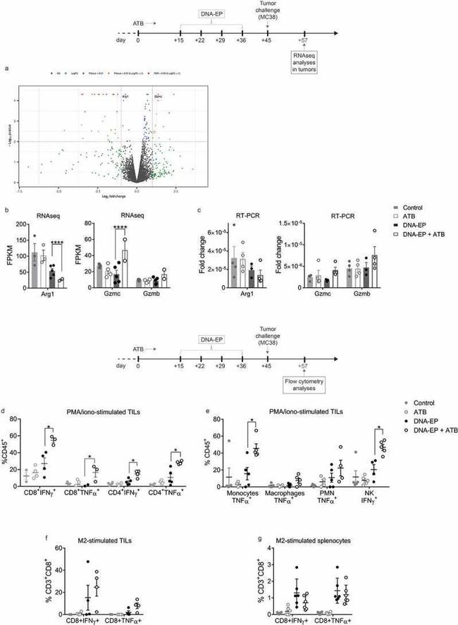 IFN gamma Antibody in Flow Cytometry (Flow)