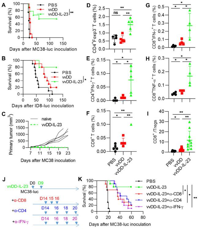 CD4 Antibody in Flow Cytometry (Flow)