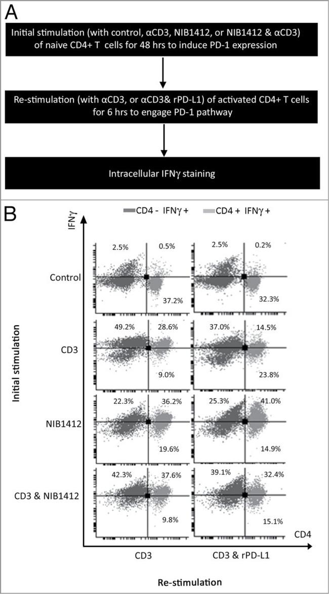 IFN gamma Antibody in Flow Cytometry (Flow)