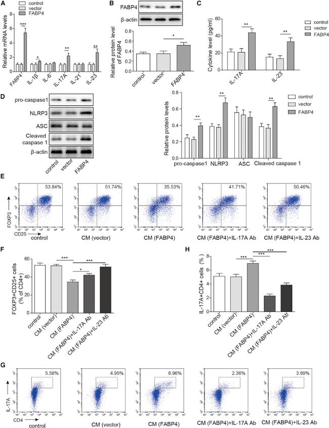 IL-17A Antibody in Neutralization (Neu)