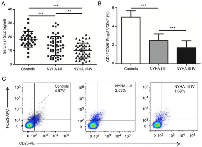 FOXP3 Antibody in Flow Cytometry (Flow)