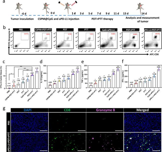 CD8a Antibody in Immunohistochemistry (IHC)