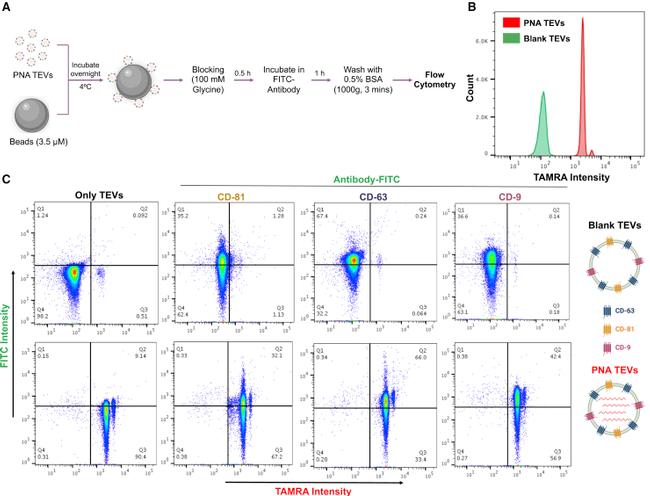 CD81 Antibody in Flow Cytometry (Flow)