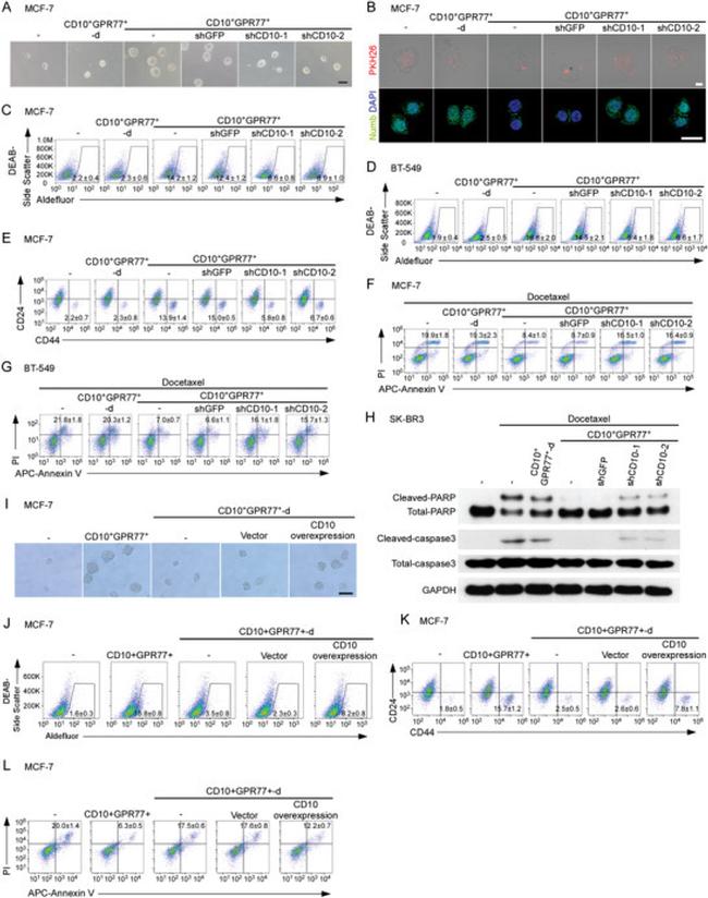 CD44 Antibody in Flow Cytometry (Flow)