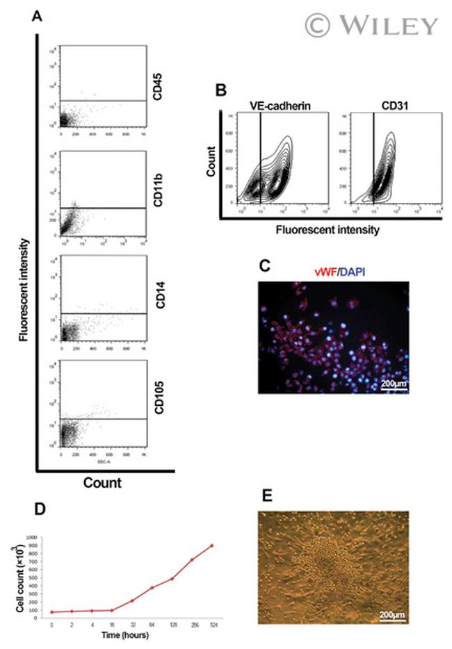 CD31 (PECAM-1) Antibody in Flow Cytometry (Flow)