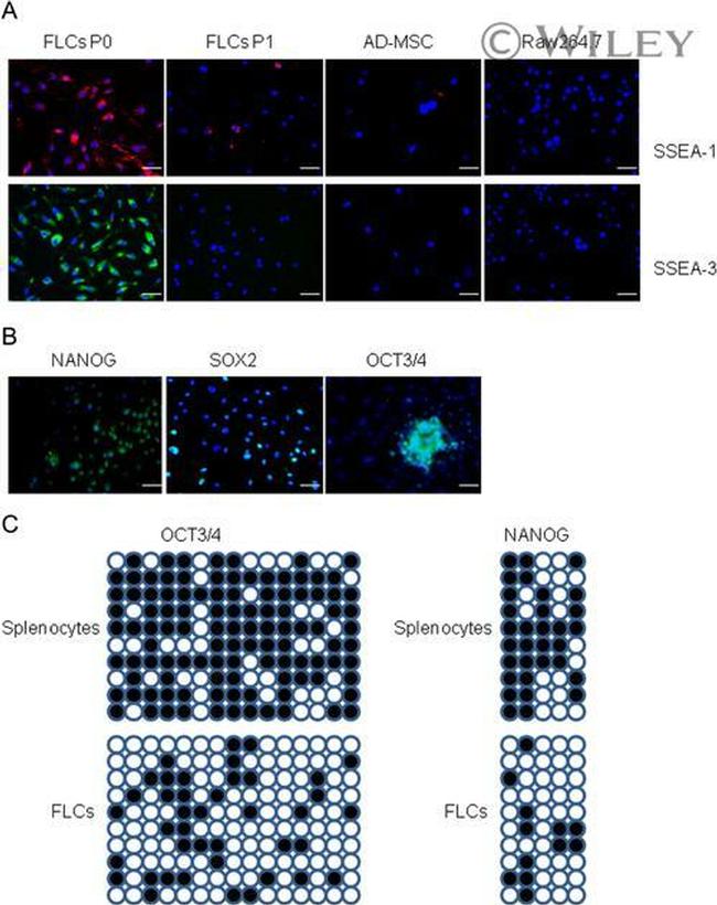 Nanog Antibody in Immunocytochemistry (ICC/IF)